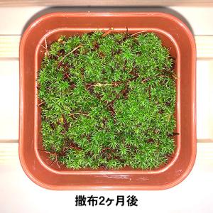 ビックアロー 乾燥粉末スギゴケ すぎごけサッサ...の詳細画像3