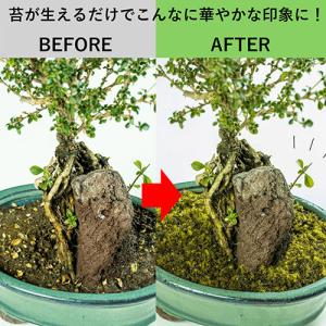 ビックアロー 乾燥粉末スギゴケ すぎごけサッサ...の詳細画像5