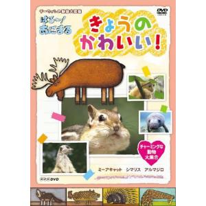 新品 送料無料 廃盤 きょうのかわいい チャーミ...の商品画像