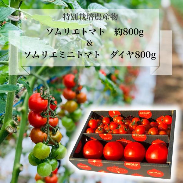 予約　１月下旬から順次発送【特別栽培農産物】 とまと ソムリエ トマト 約８００g ソムリエ ミニト...