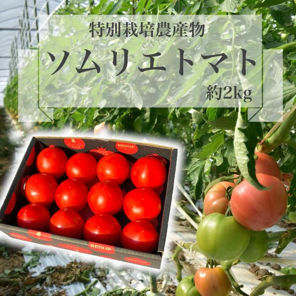 予約　１月下旬から順次発送【特別栽培農産物】 とまと 受賞歴３回！ソムリエ トマト 約２kg（８玉〜...