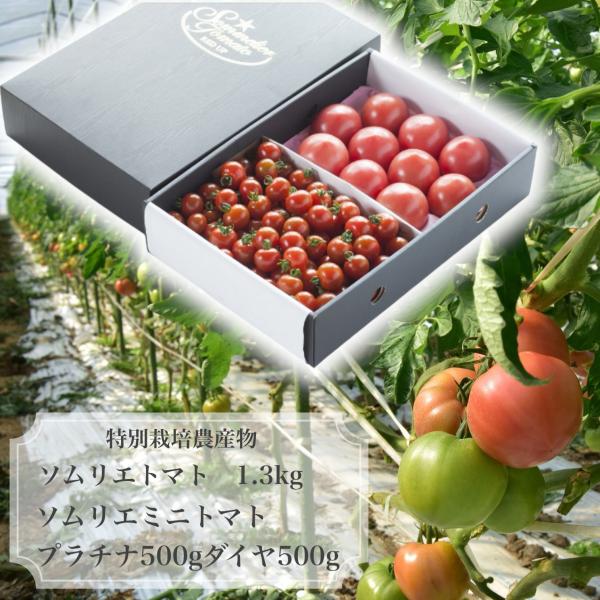 予約　１月から順次発送【特別栽培農産物】 とまと ＼極み／ ソムリエ トマト １.３kg（６玉から１...
