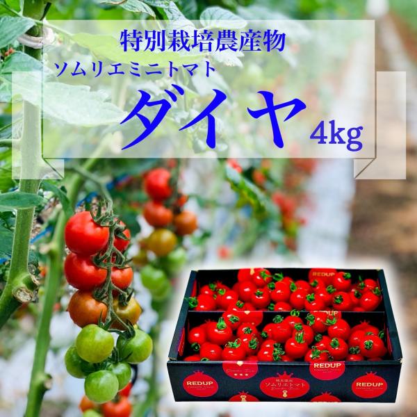 予約　11月から順次発送【特別栽培農産物】 とまと みにとまと ソムリエ ミニトマト ダイヤ４kg ...