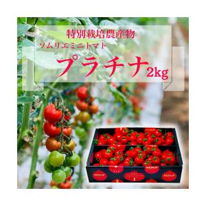 予約　12月から順次発送【特別栽培農産物】 とまと  ソムリエ ミニトマト プラチナ箱込み２kg（９...