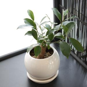 ガジュマルの木 観葉植物 多幸の木 おしゃれ ...の詳細画像1