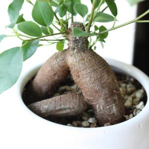 ガジュマルの木 観葉植物 多幸の木 おしゃれ ...の詳細画像2