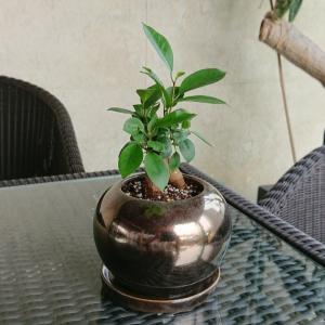 ガジュマルの木 観葉植物 多幸の木 おしゃれ ...の詳細画像3