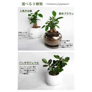 ガジュマルの木 観葉植物 多幸の木 おしゃれ ...の詳細画像4