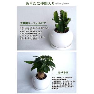 ガジュマルの木 観葉植物 多幸の木 おしゃれ ...の詳細画像5