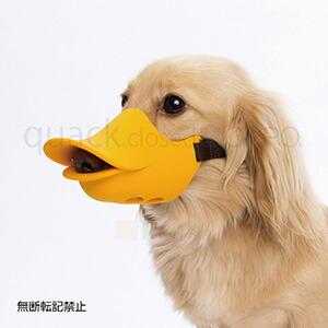 OPPO オッポ quackclosed クァッククローズド オレンジ Mサイズ しつけ用口輪atw