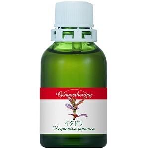 ジェモセラピー イタドリ