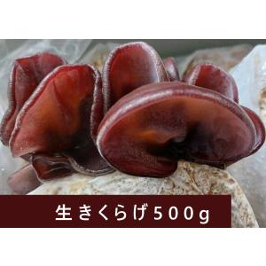 国産乾燥きくらげ 鳥取県産 1000g 1㎏ 木耳 乾燥・国産キクラゲ 乾燥