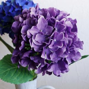 紫陽花 レッドパッション 5号鉢 鉢植え ギフト 母の日プレゼント用