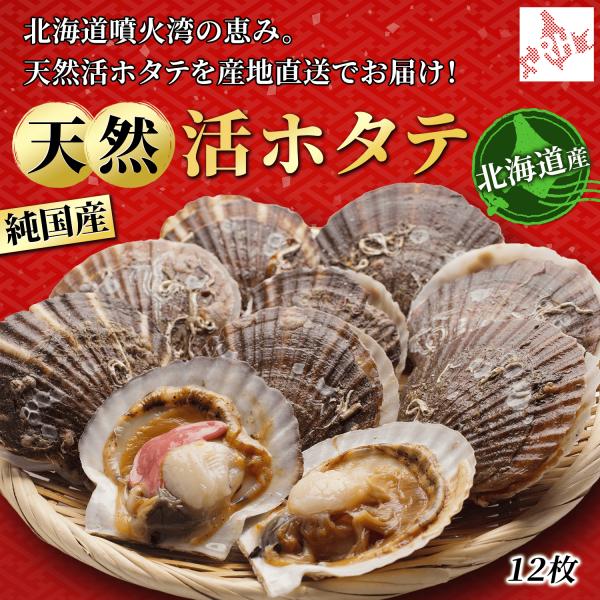 ホタテ 北海道 根室産 天然 活ホタテ 10枚 殻付き 刺身OK 甘い 肉厚 海鮮 お取り寄せ グル...