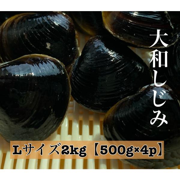 しじみ 冷凍しじみ シジミ Lサイズ2kg 500g×4パック 砂抜き処理済 島根県 宍道湖産 国産...