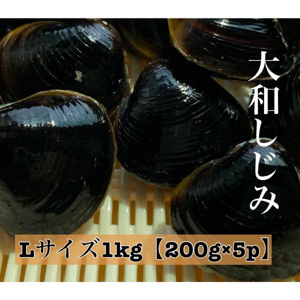 しじみ 冷凍しじみ シジミ Lサイズ 1kg 200g×5パック 島根県 宍道湖産 国産 砂抜き処理...