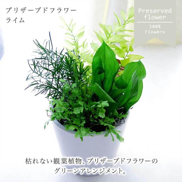 プリザーブドフラワー ギフト 観葉植物　寄せ植え ライム   誕生日 送料無料 引越祝い お祝い グ...