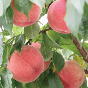 TVで紹介 おいしい桃そのまま ももふるギフト...の詳細画像5