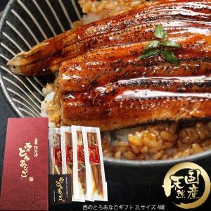 長崎県対馬産 天然 金穴子 西のとろあなご ギフト 2Lサイズ 4尾(1尾110〜120g) 美味しい 煮穴子 国産アナゴ 寿司 お取り寄せ グルメ 御礼 祝 送料無料
