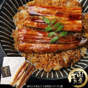 長崎県対馬産 天然 金穴子 西のとろあなご 自宅用