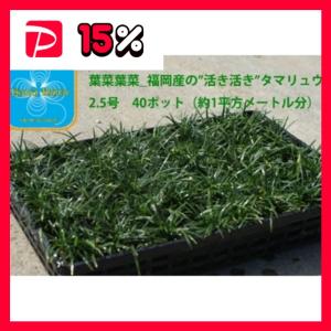 産地直送 とっても元気なタマリュウ（玉竜）2.5号 40ポット （約1平方メートル分）