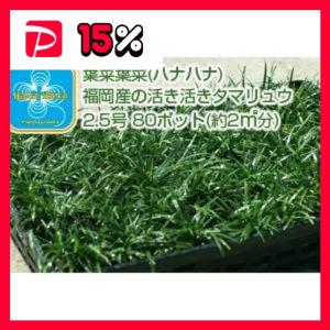 産地直送 とっても元気なタマリュウ（玉竜）2.5号 80ポット （約2平方メートル分）