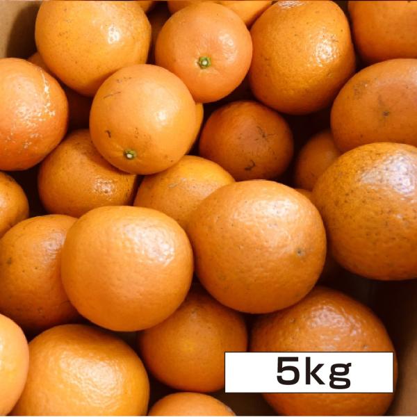 ★ご注文順に出荷中★ 沖縄県産 タンカン 約5kg 送料無料 沖縄 たんかん フルーツ みかん 季節...