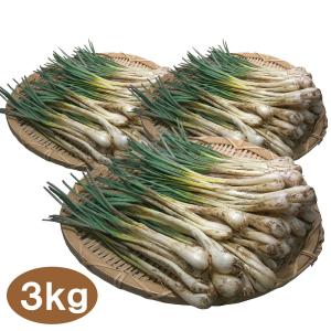 ★ご注文順に出荷中！★ 沖縄産 島らっきょう 3kg 500gｘ6束 送料無料 沖縄県産 島ラッキョウ らっきょう｜rfos