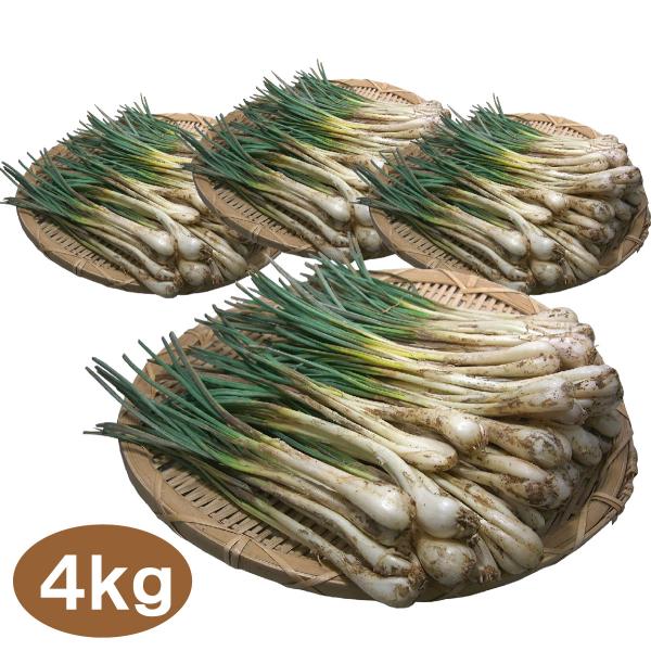 沖縄産 島らっきょう 4kg 500gｘ8束 送料無料 沖縄県産 島ラッキョウ らっきょう 季節限定...