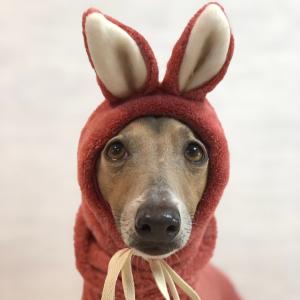 うさ耳スヌード（イタリアングレイハウンド イタグレ