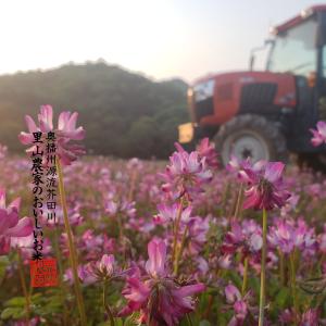 【令和8年産 新米予約】米 お米 10kg 送...の詳細画像4