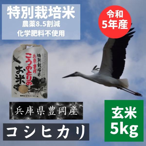 令和5年 コシヒカリ 兵庫県 豊岡市 玄米5kg　特別栽培米 減農薬 コウノトリのお米