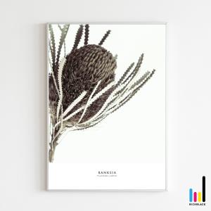 バンクシア ドライフラワーの商品一覧 通販 Yahoo ショッピング