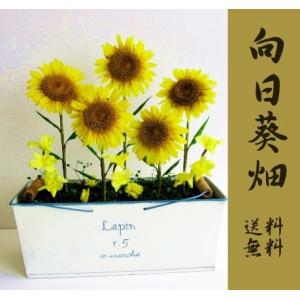 ひまわり５輪 三重県産ひまわりのプリザーブドフラワー ５ソレイユ 黄色 金運 ヒマワリ 向日葵 プリザーブド 3営業日以内発送 Avtovokzal Gomel By Index Php