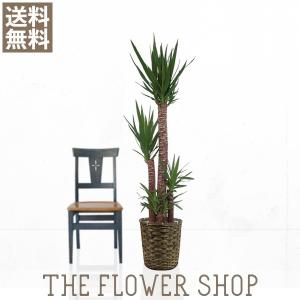 現品】ザミア・フロリダーナ 多頭株 10号 白鉢（1） : 花のアリマツ