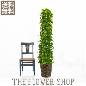 観葉植物 おしゃれ ポトスタワー 高さ：約150-170cm 籐カゴ