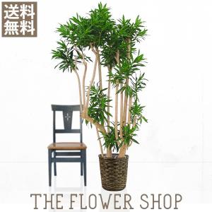 観葉植物 おしゃれ ソングオブジャマイカ 高さ：約150?170cm 籐カゴ｜ricochet-petit