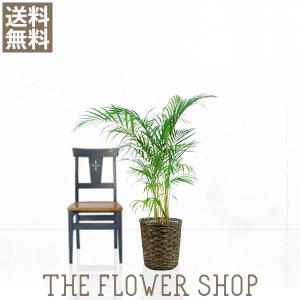 観葉植物 おしゃれ アレカヤシ 高さ:約80-1...の商品画像