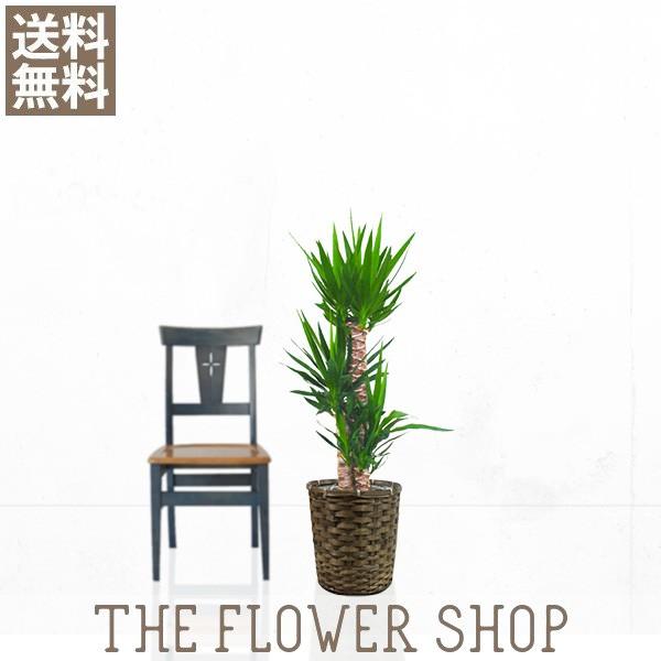 観葉植物 おしゃれ ユッカ（青年の木） 高さ：約80-100cm 籐カゴ