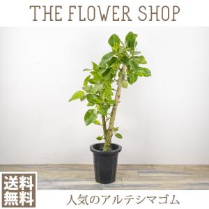 【現品写真】観葉植物 おしゃれ アルテシマゴム 8号 高さ：約100cm プラ鉢【001】｜ricochet-petit