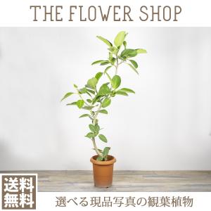 観葉植物 おしゃれ フィカス ベンガレンシス 8号サイズ 高さ：110~120cm ［プラ鉢］