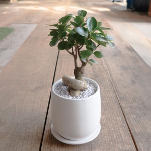 観葉植物 おしゃれ ガジュマル 4号 陶器鉢付(...の商品画像