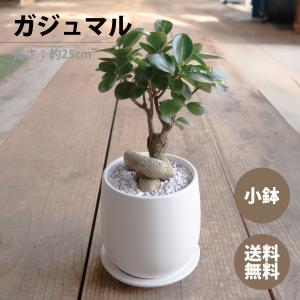 観葉植物 おしゃれ ガジュマル 4号 陶器鉢付...の詳細画像1
