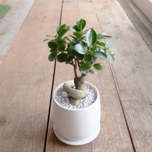 観葉植物 おしゃれ ガジュマル 4号 陶器鉢付...の詳細画像2
