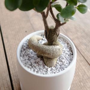 観葉植物 おしゃれ ガジュマル 4号 陶器鉢付...の詳細画像3