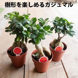 観葉植物 おしゃれ ガジュマル 4号 陶器鉢付...の詳細画像4