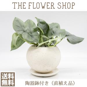 観葉植物 おしゃれ スキンダプサス オルモストシルバー 3号 陶器鉢（白）付（直植え品）｜ricochet-petit