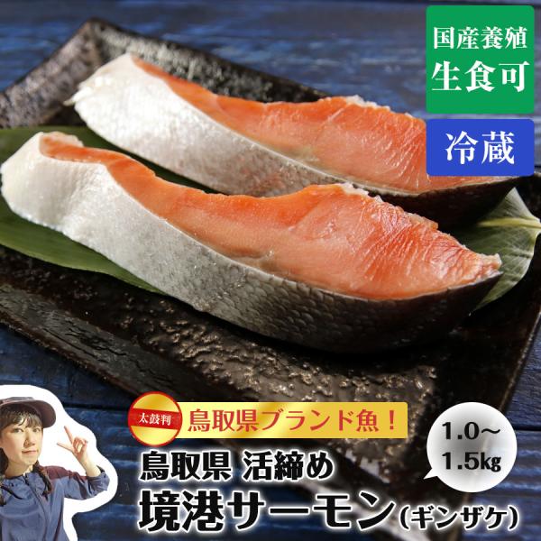鳥取県 活〆 境港サーモン 銀鮭 ギンザケ 1.0〜1.5kg前後 3枚卸/まるごと1本 おいしい ...