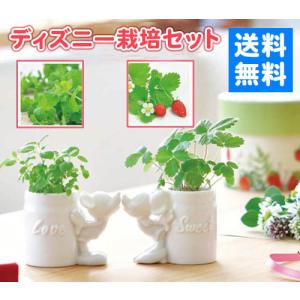 栽培セット ディズニー グリーンキッス いちご ストロベリー アップルミント ハーブ 栽培キット