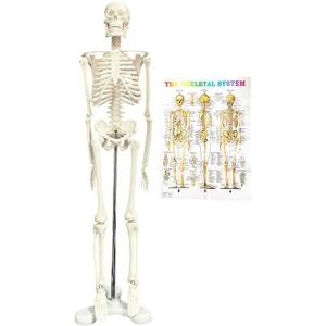 人体 骨格図の商品一覧 通販 Yahoo ショッピング